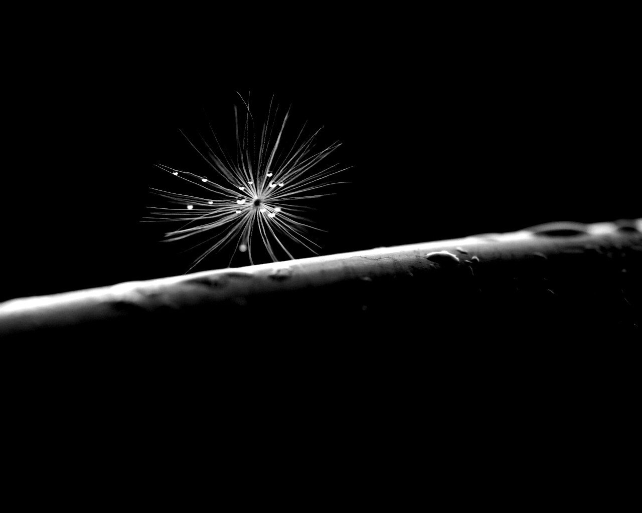 Прилипшая пушинка обои