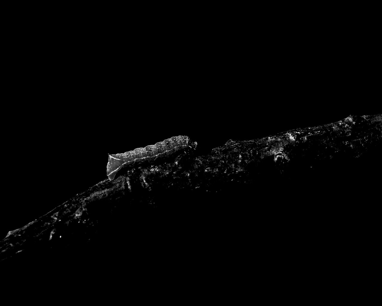 Гусеница на ветке обои