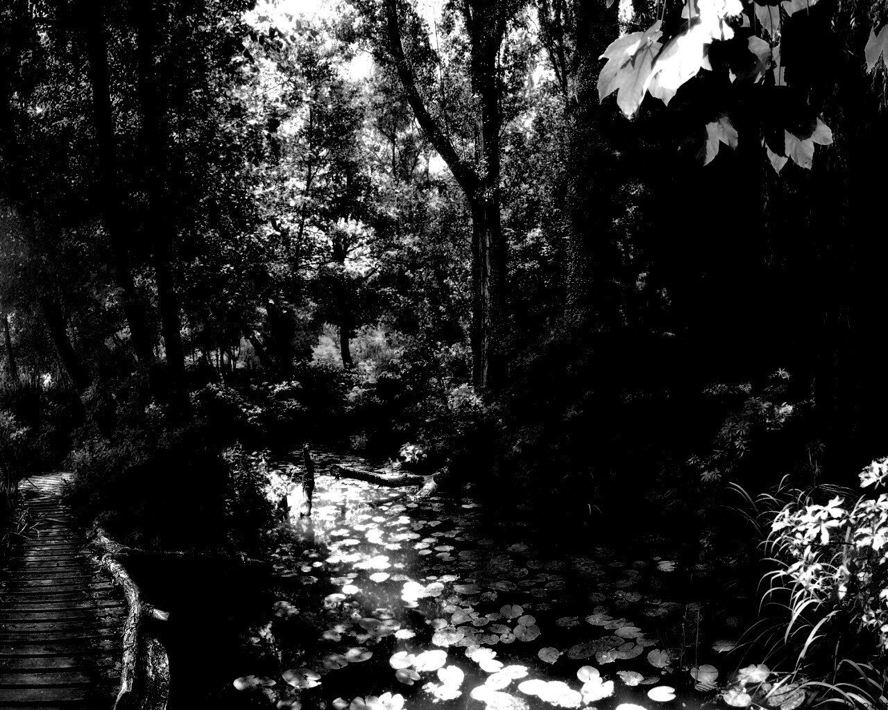 Пруд в лесу обои