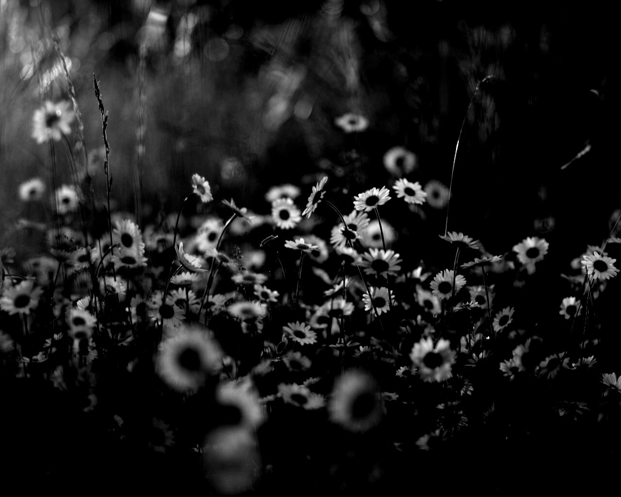 Поле ромашек обои