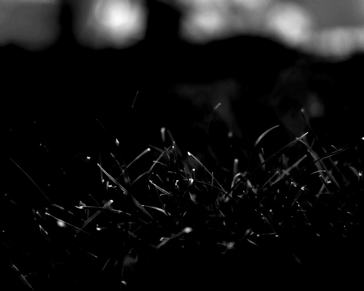 Сочная трава обои