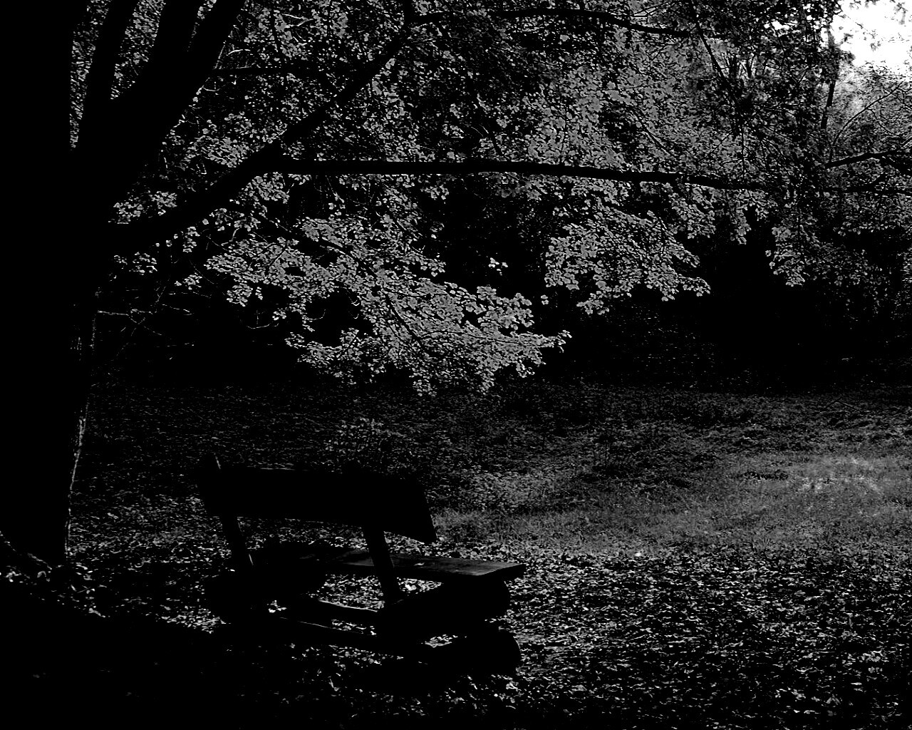 Скамейка под деревом обои