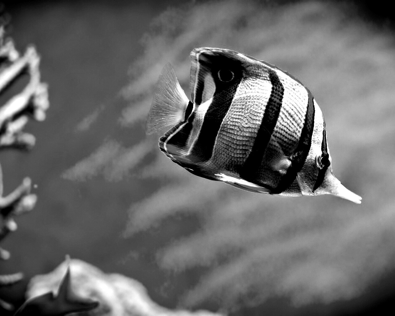 Тропическая рыбка обои