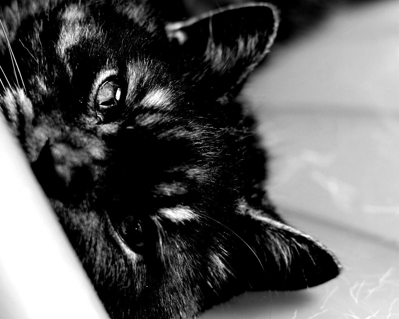 Глаза и уши обои