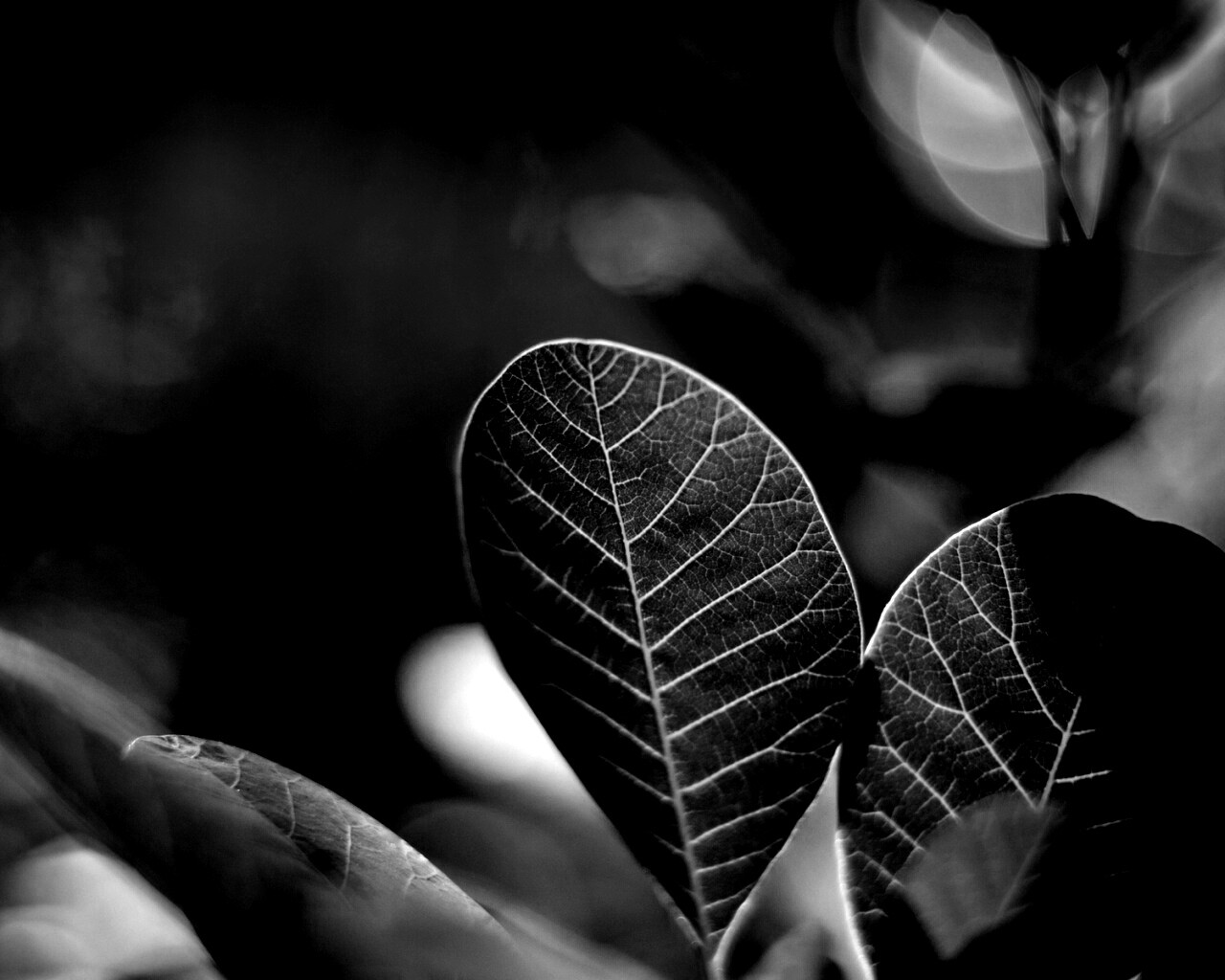 Красные листья обои