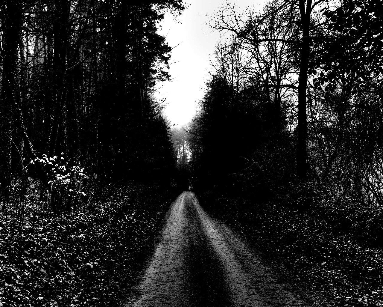 Лесная дорога обои