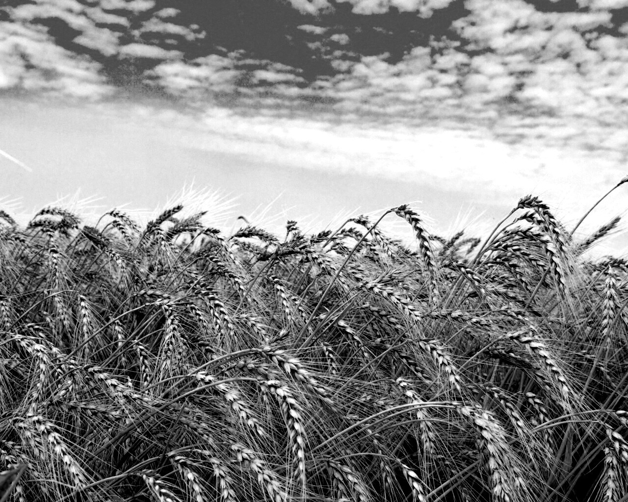 Колосья в поле обои