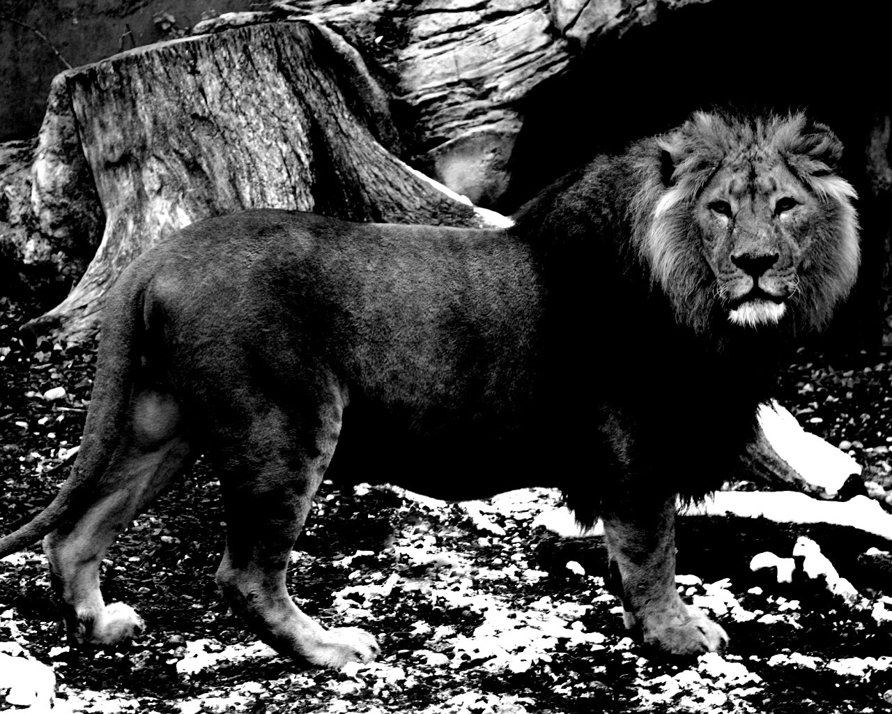 Красивый лев в лесу обои
