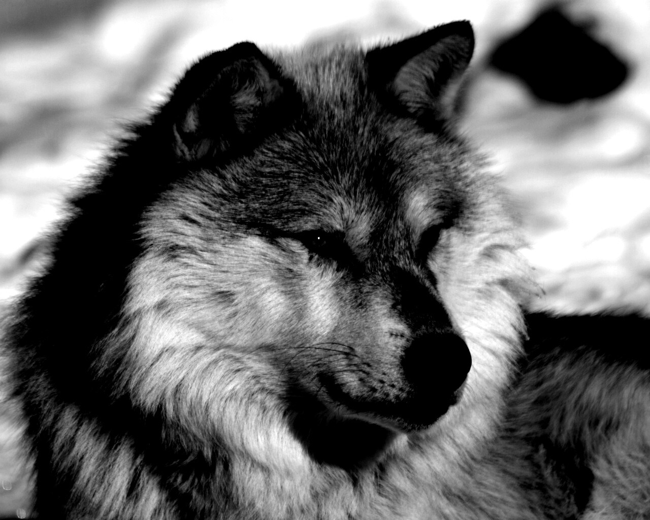 Лайка на снегу обои