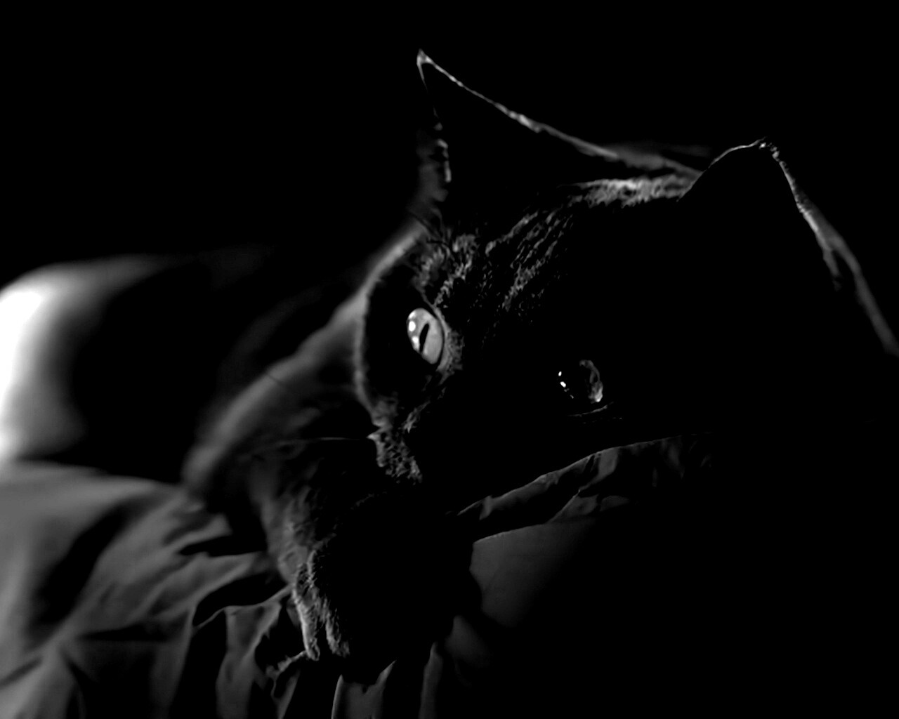 Персидский кот на кровати обои