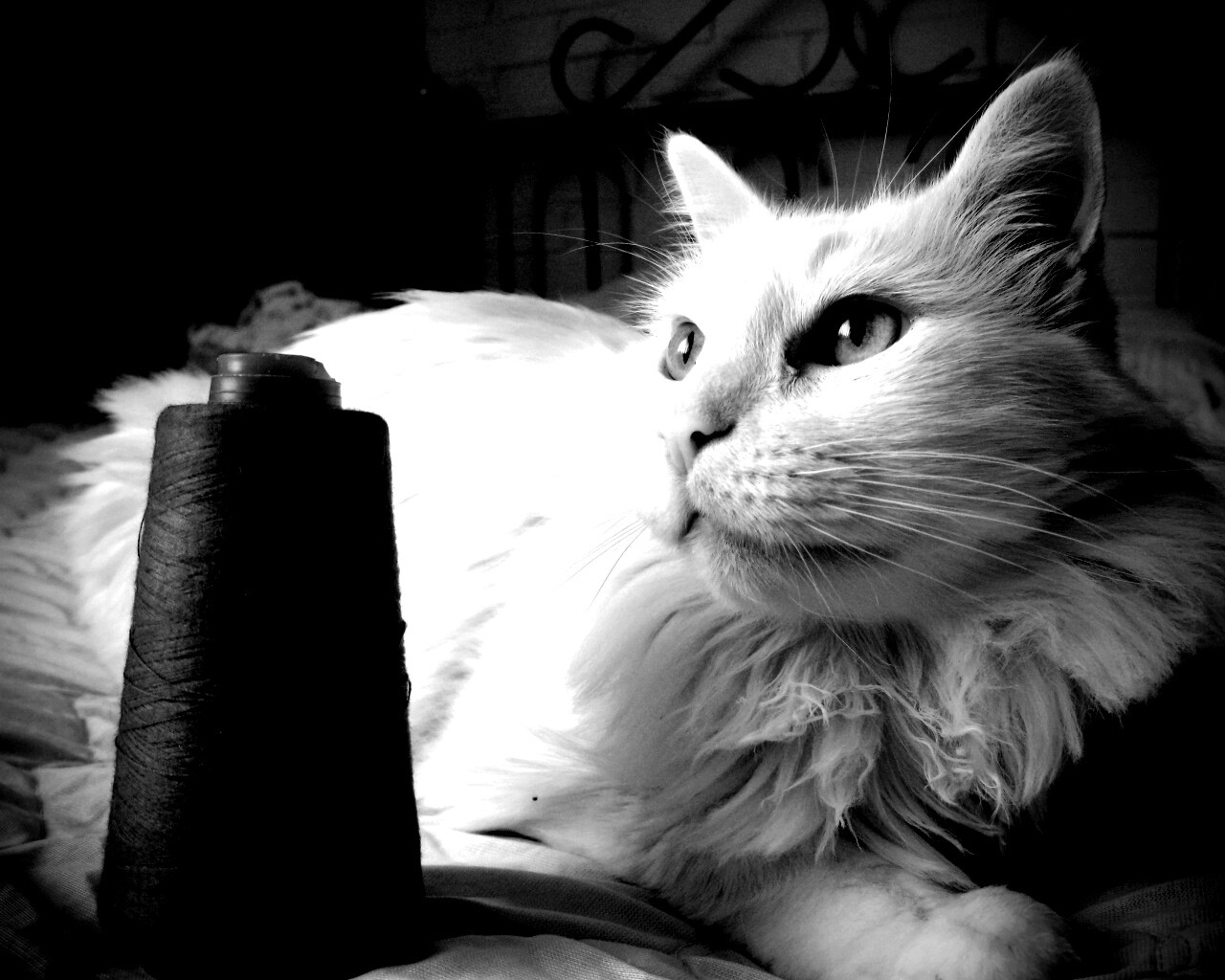 Белый кот с катушкой ниток обои