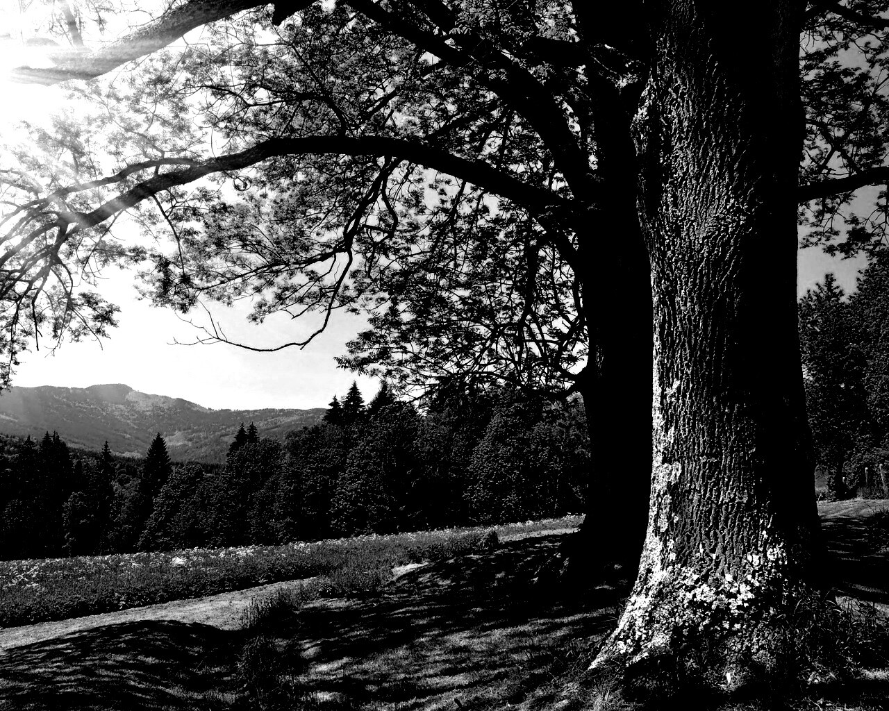 Лето в деревне обои