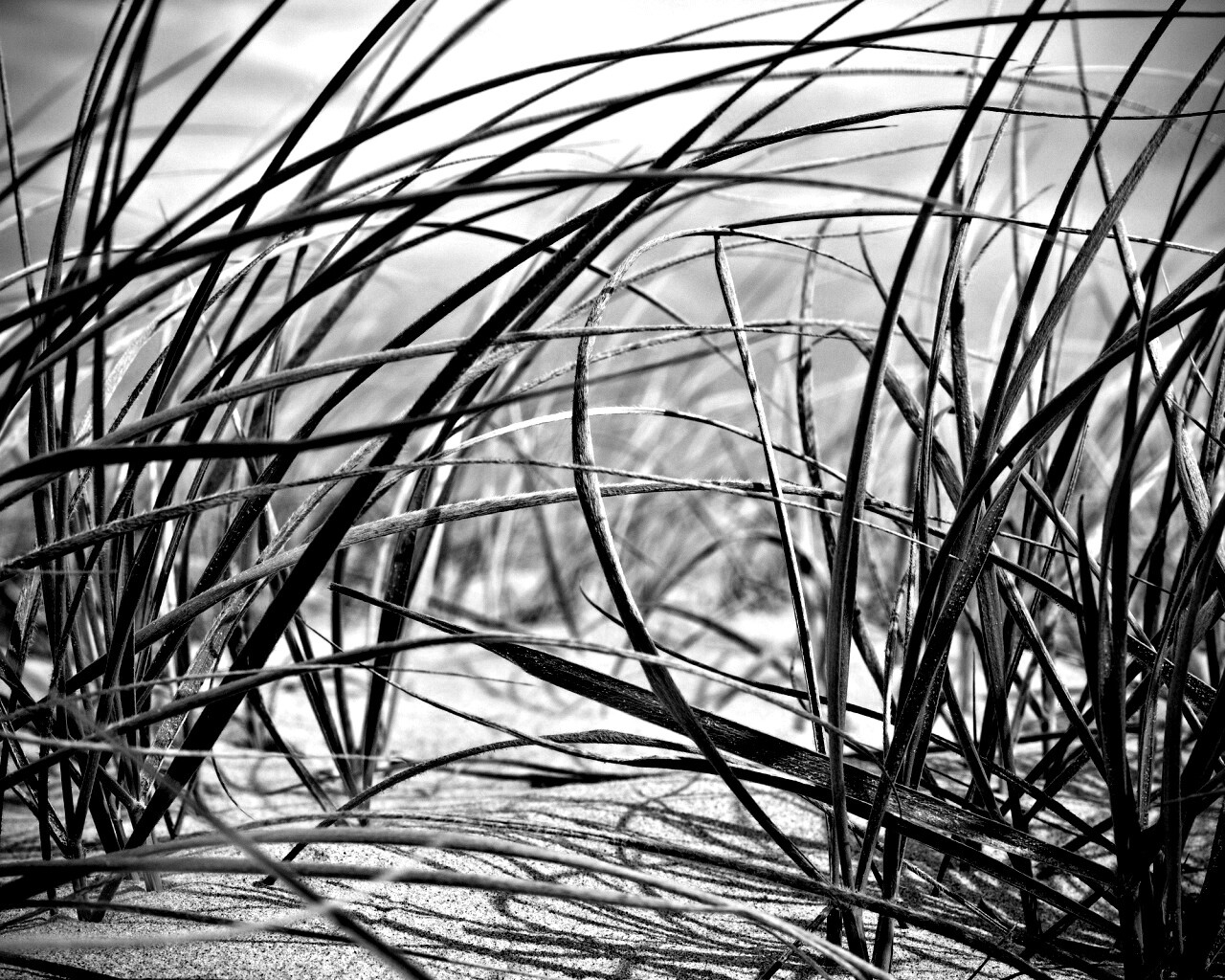 Трава на песке обои