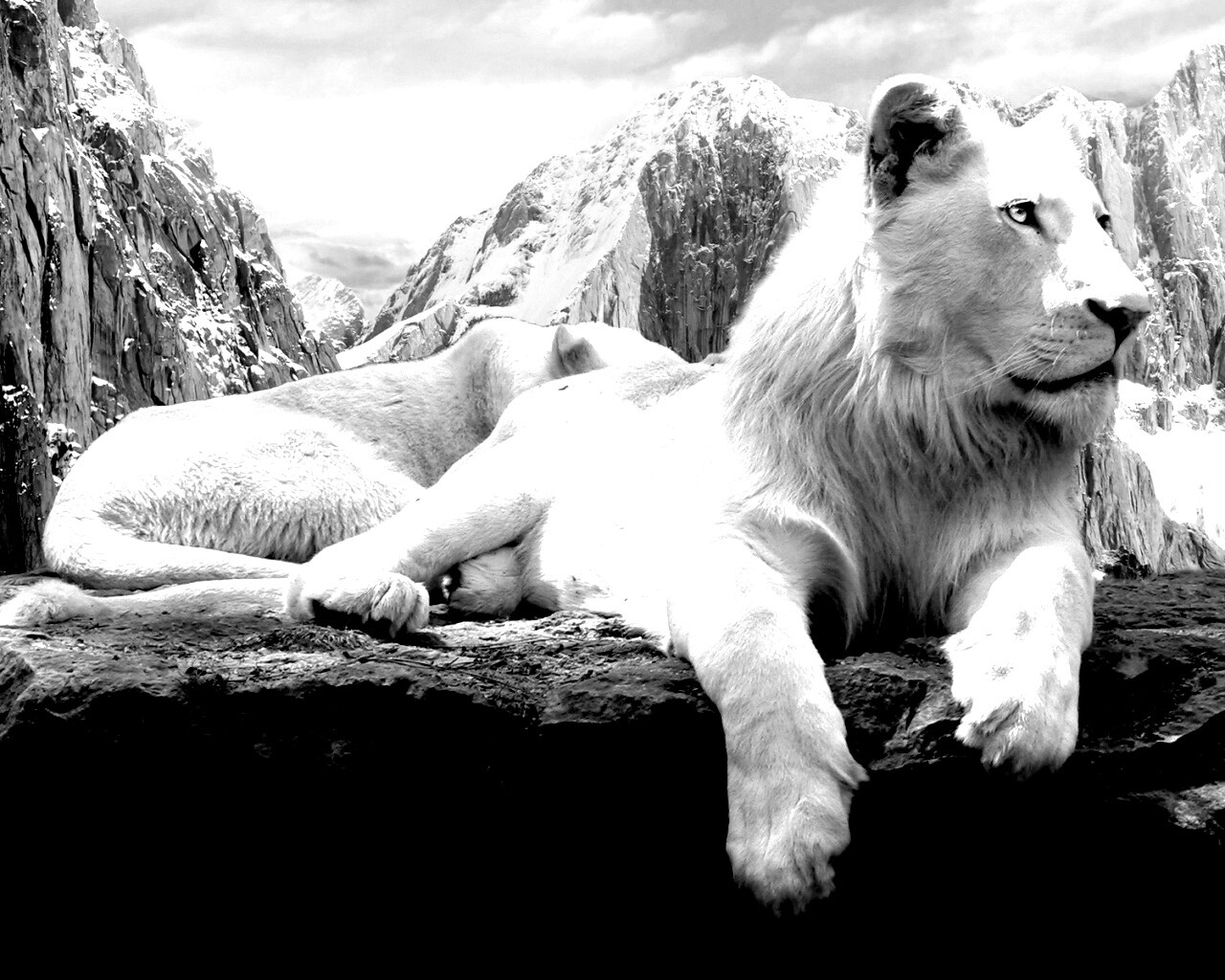 Белый лев обои