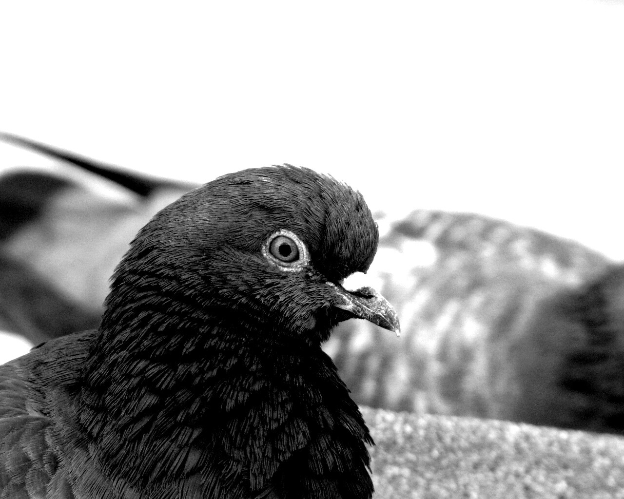 Смотрит в самую душу обои