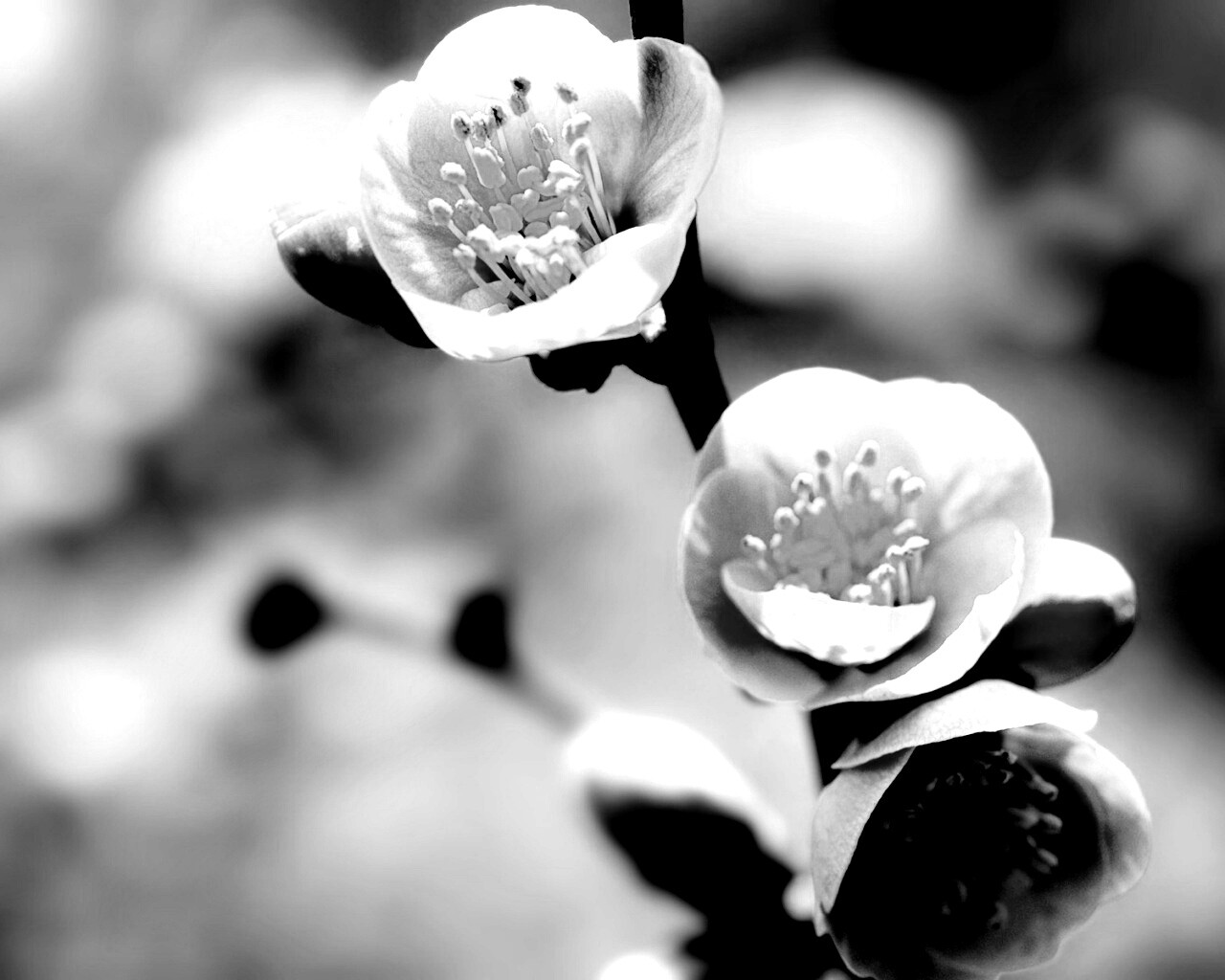 Великолепный цветок обои