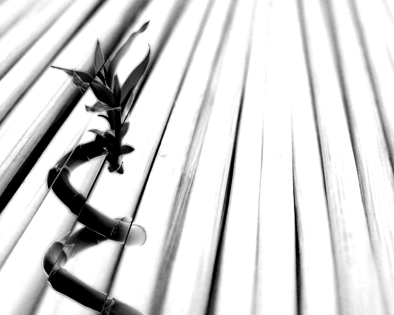 Белый росток обои