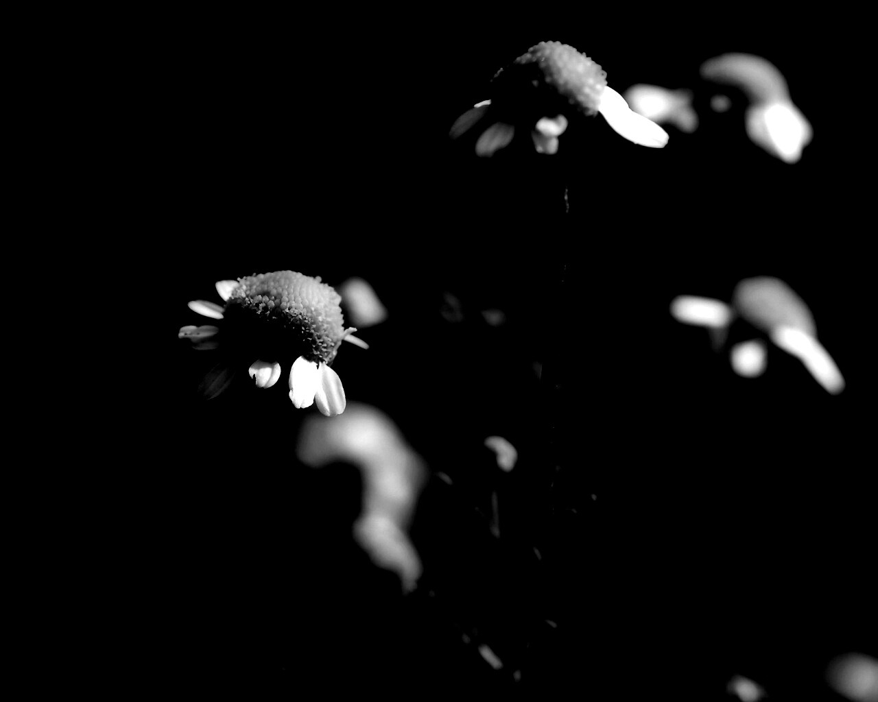 Стремный лепестун обои