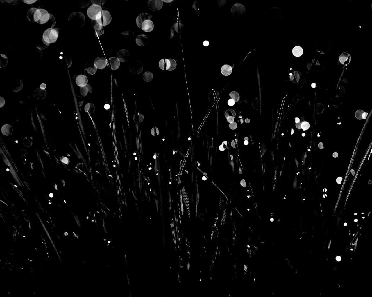 Трава ночью обои