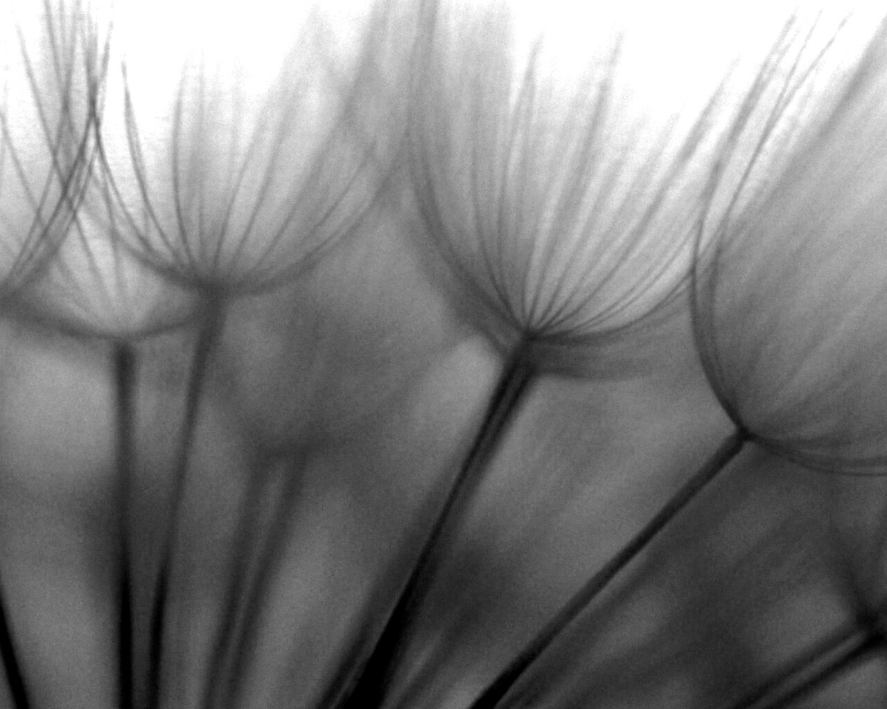 Рисунок одуванчика обои