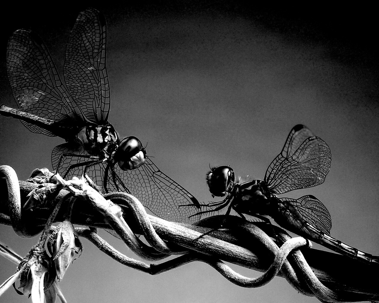 Две стрекозы обои