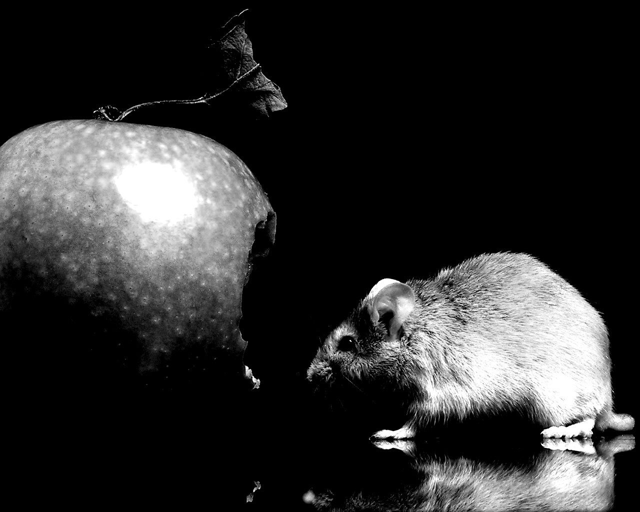 Мышь надкусила яблоко обои