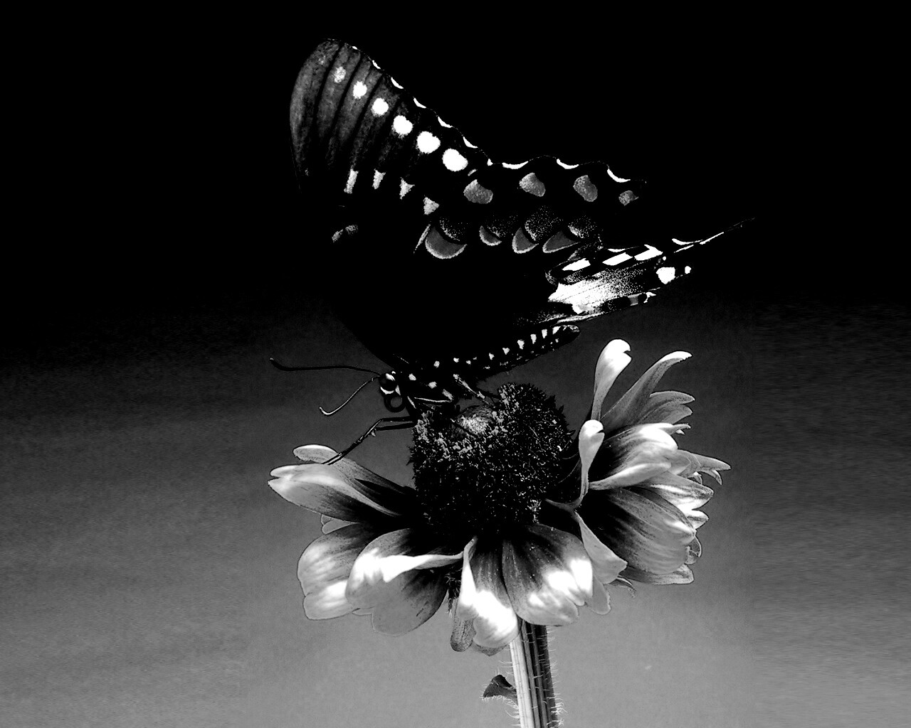 Бабочка на цветке обои