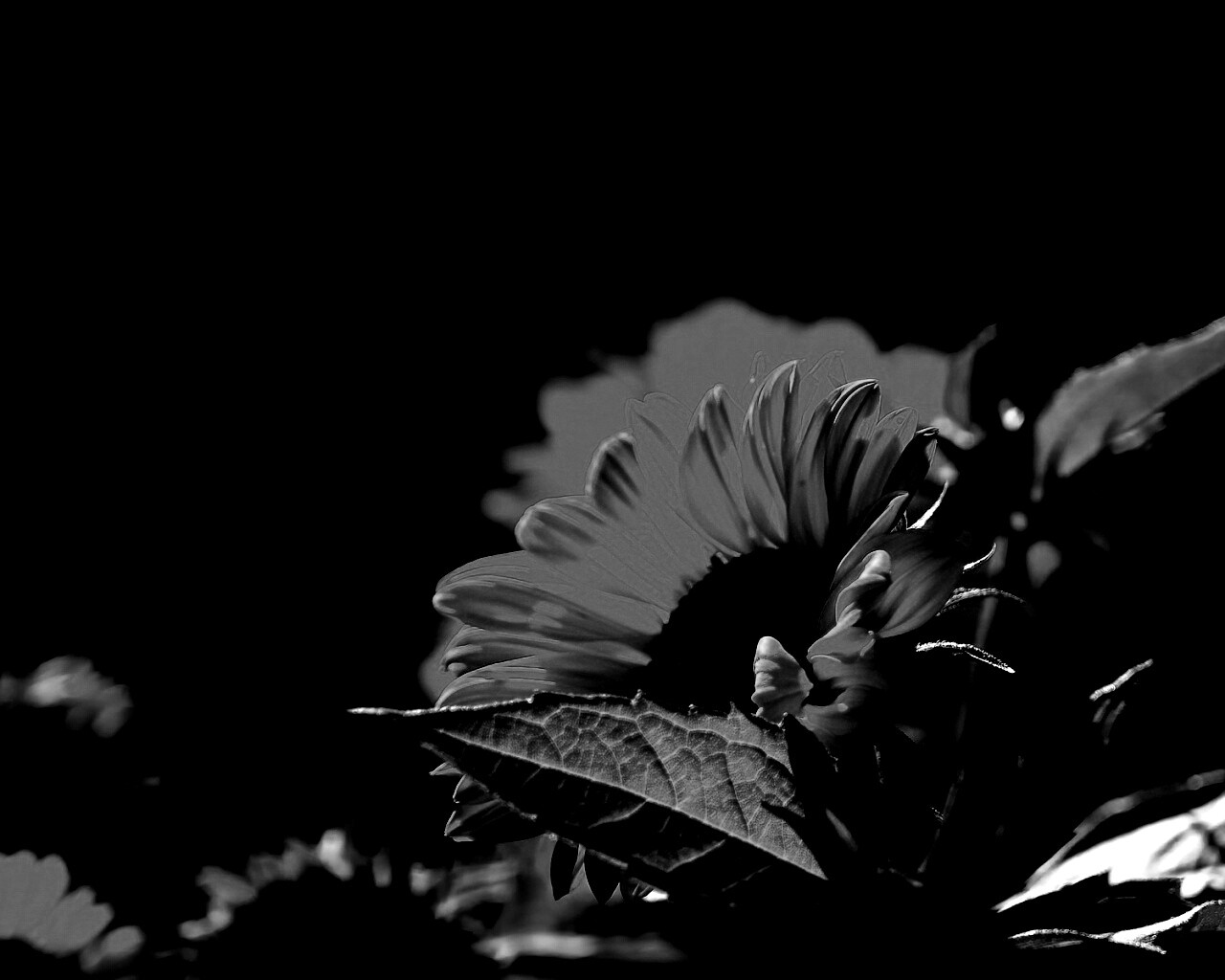 Цветок солнца обои