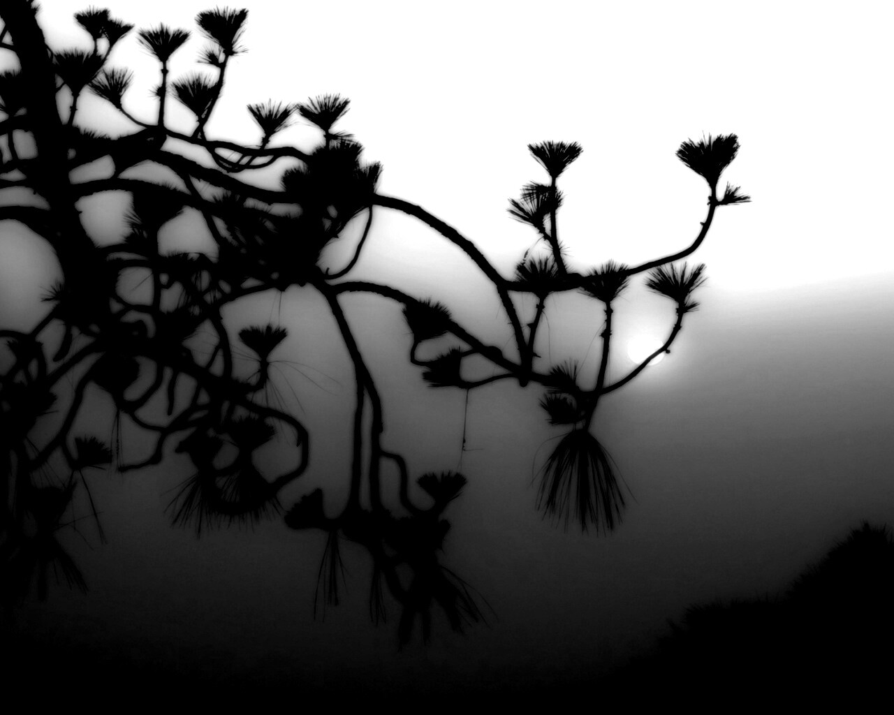 Ленкоранская акация на фоне синего заката обои