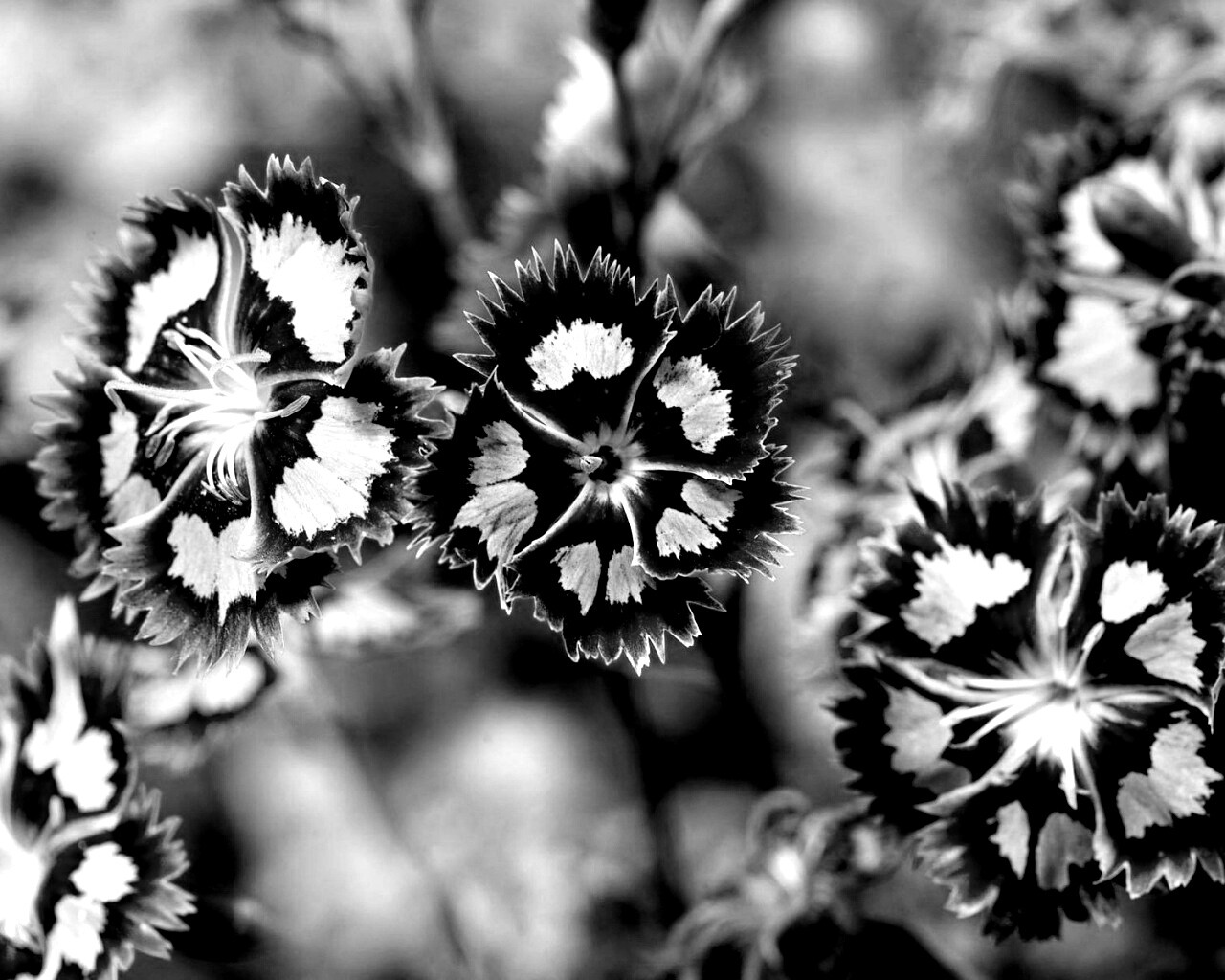 Неизвестные науке цветы обои