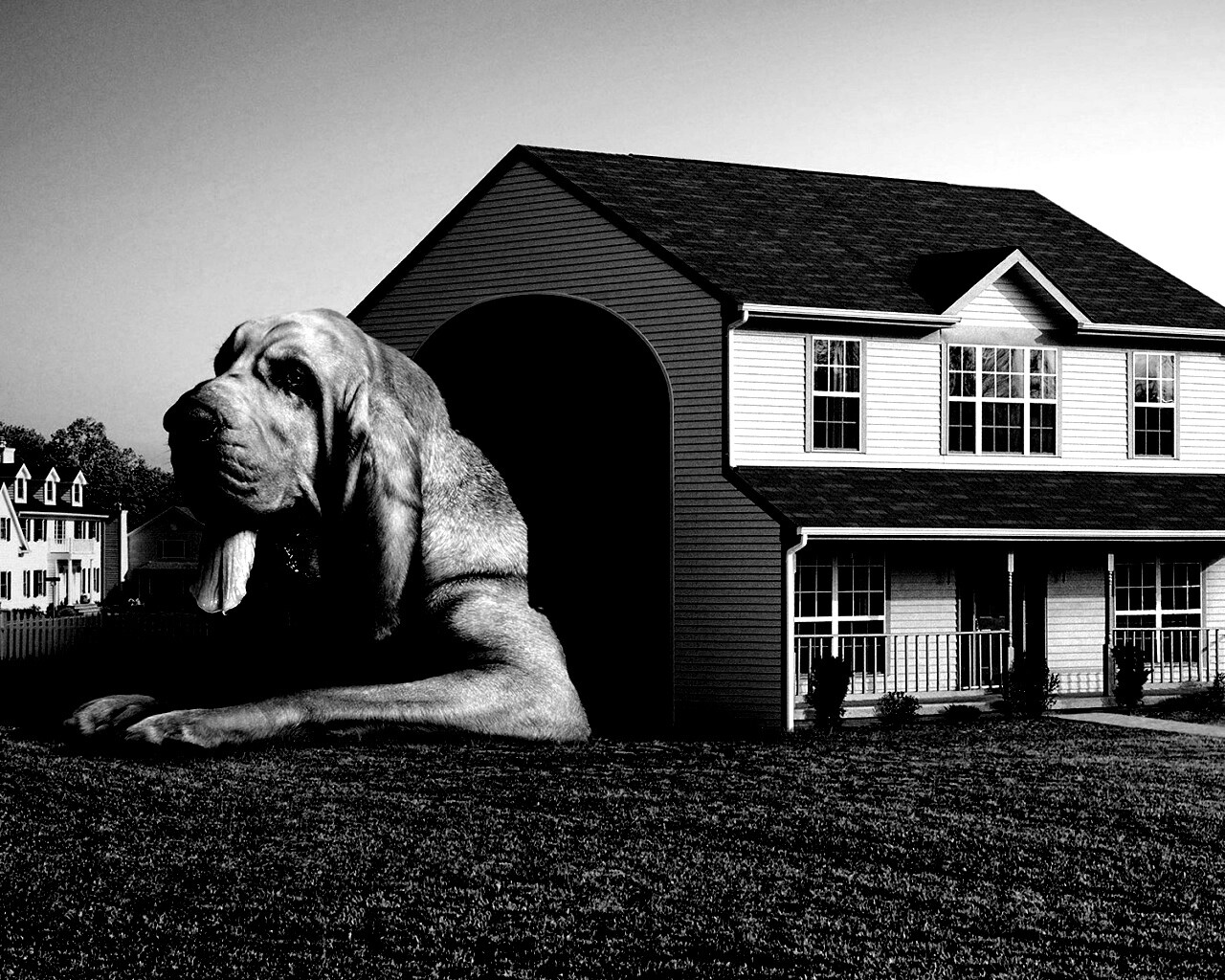 Действительно большая собака обои