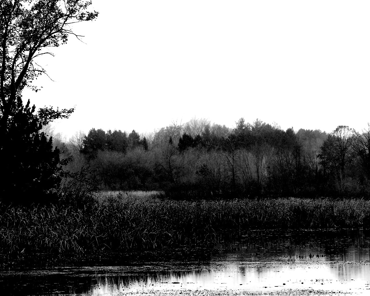 Живописные болота обои