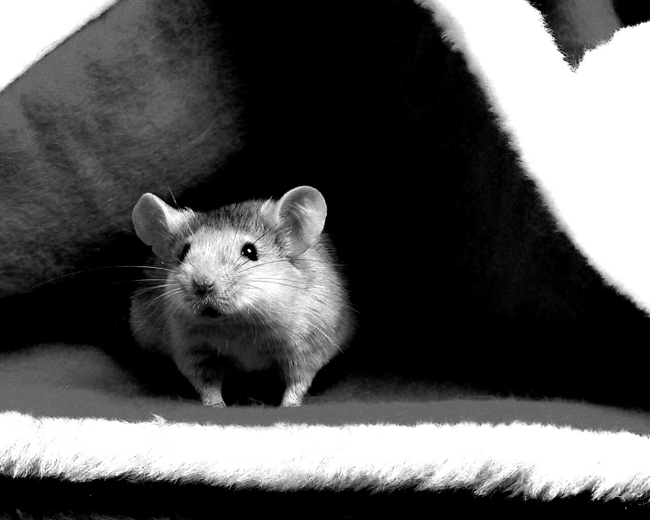 Толстый новогодний мышонок обои