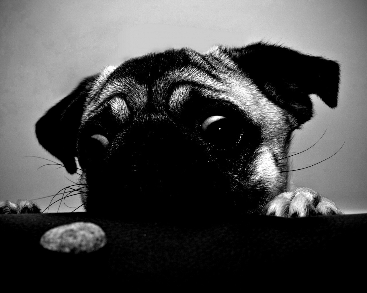 Собака нашла печеньку обои