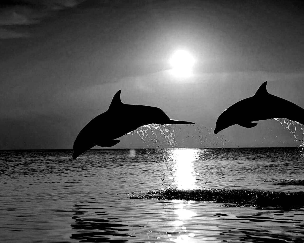Дельфины выпрыгивают из воды обои