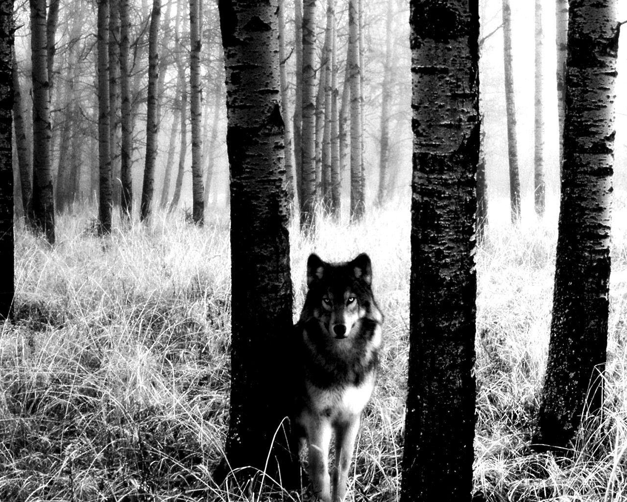 Волк в лесу обои