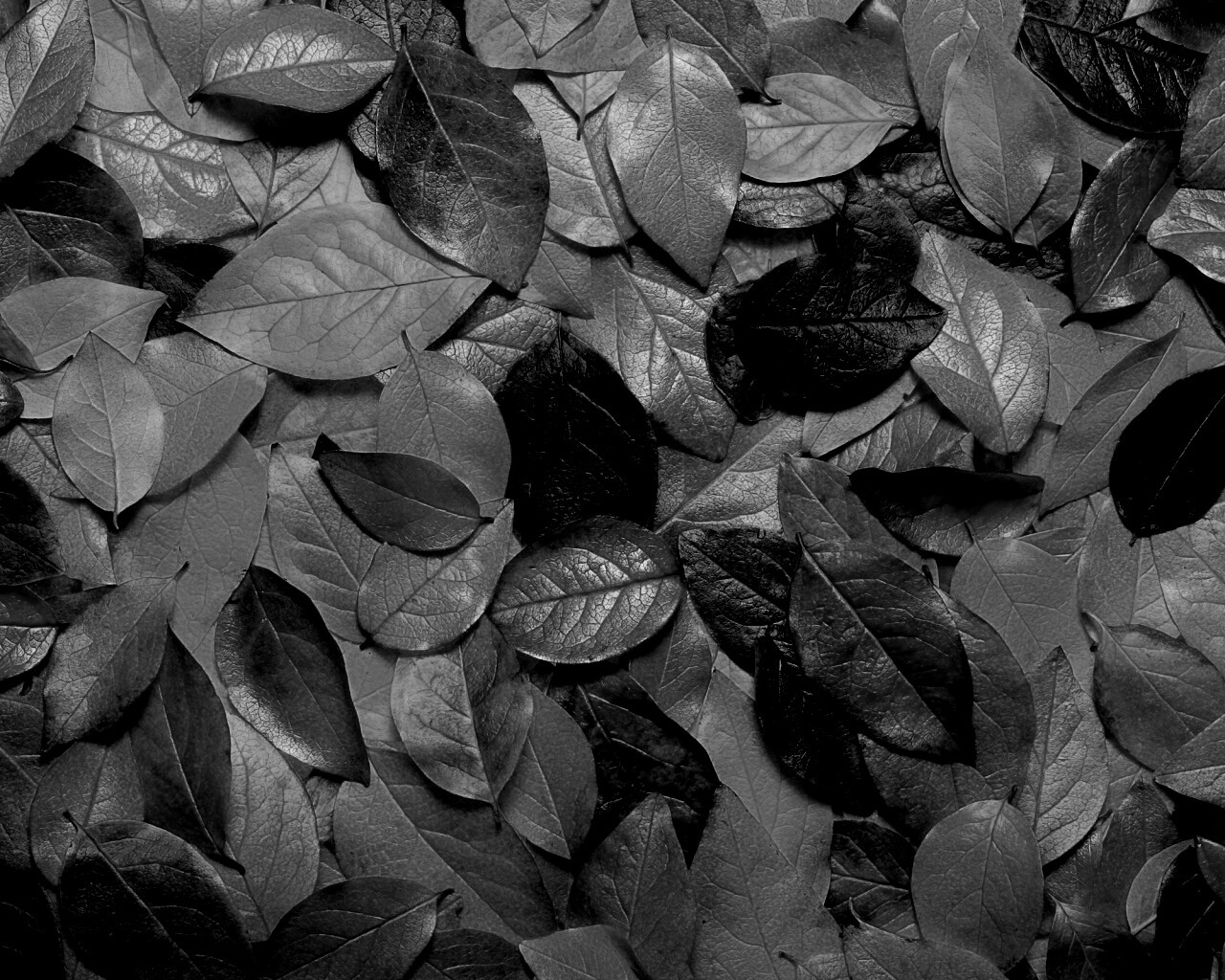 Цветной ковёр из листьев обои