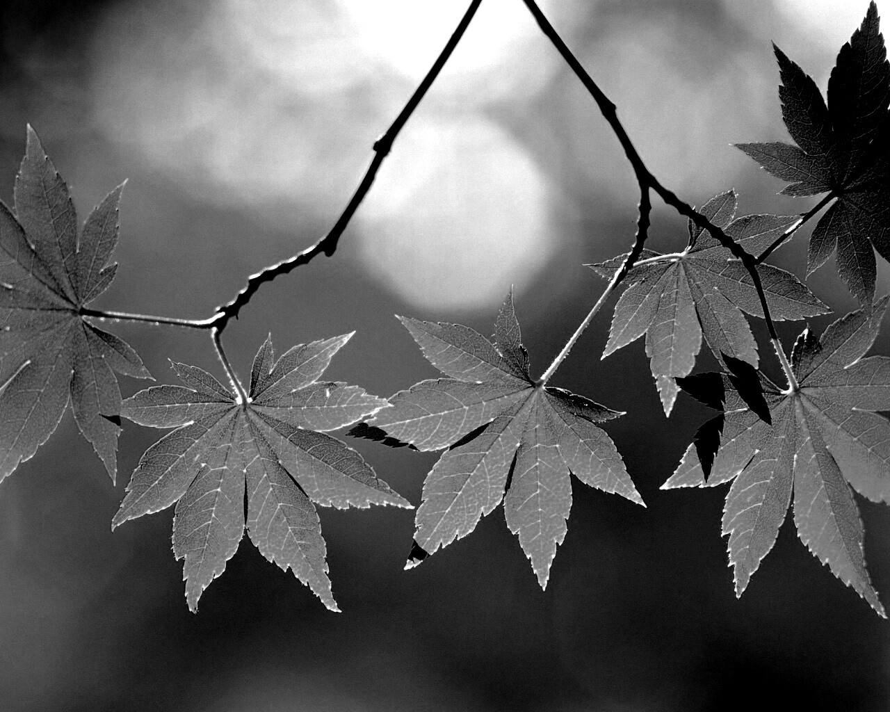 Зелёные листья обои