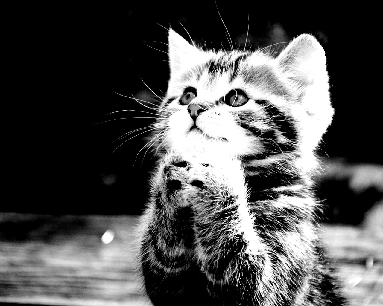 Непередаваемо прелестный котенок сложил лапки обои