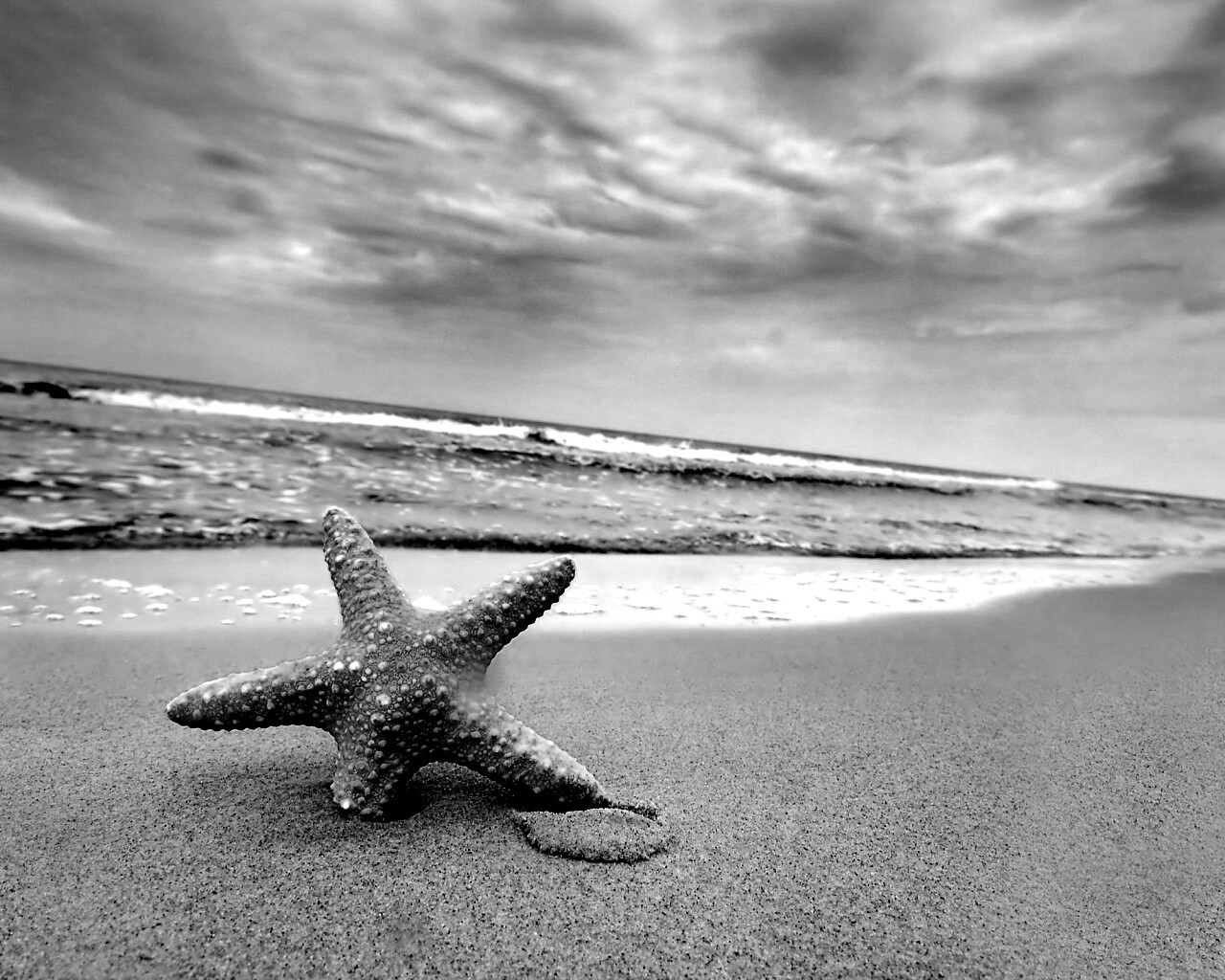 Морская звезда в песке обои