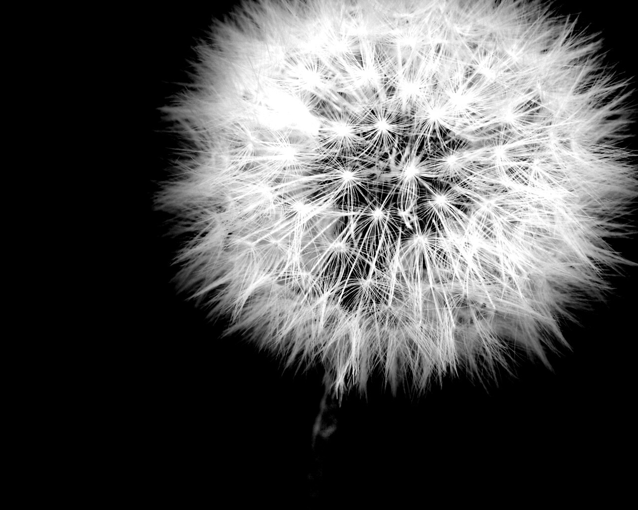 Одуванчик обои