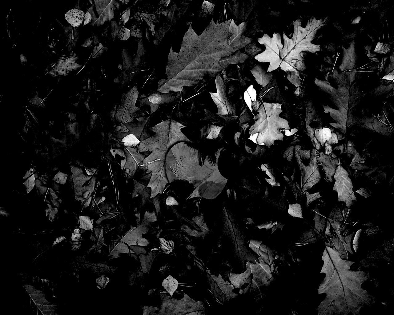 Яблоко в листьях обои