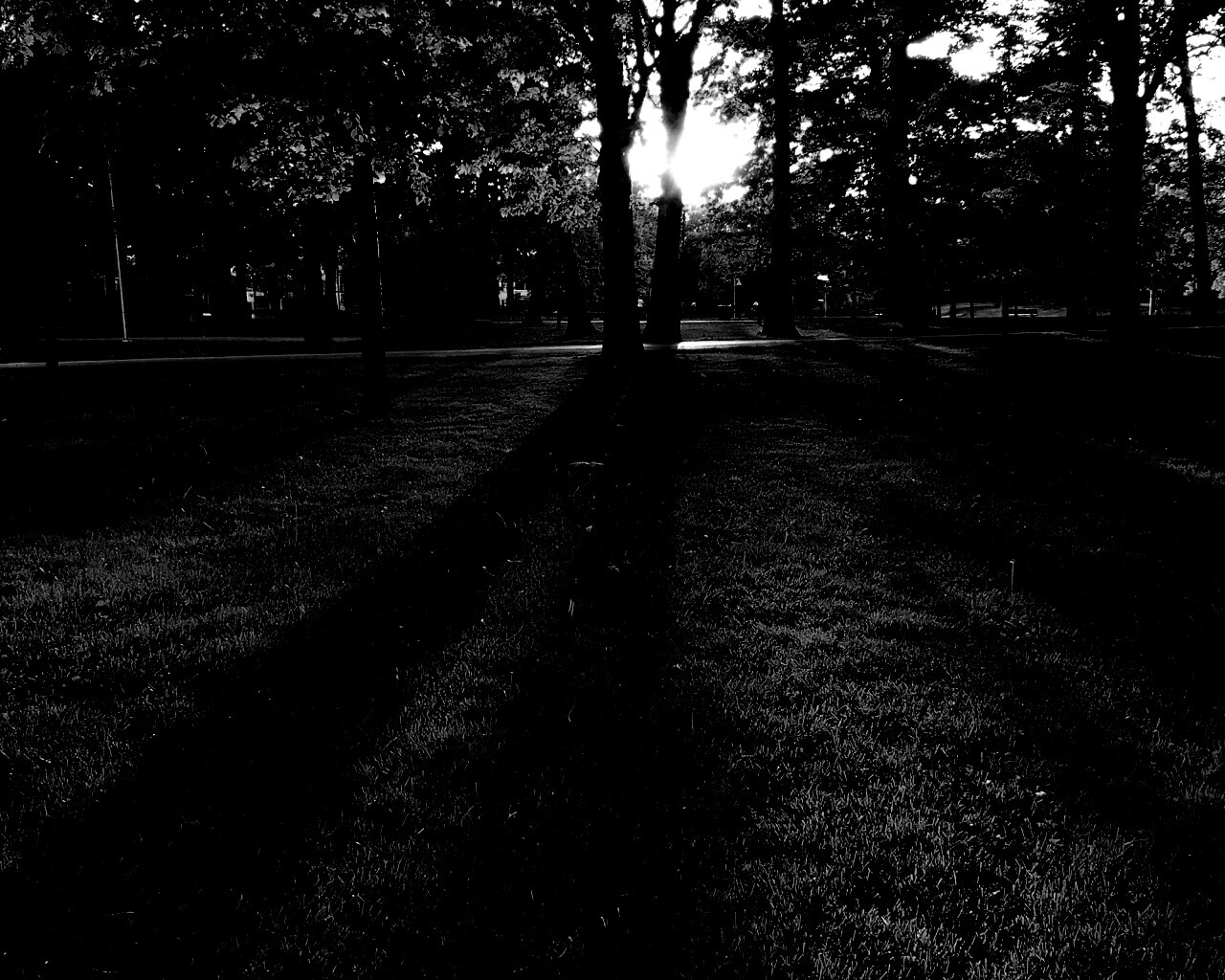 Лучи солнца сквозь листву деревьев обои