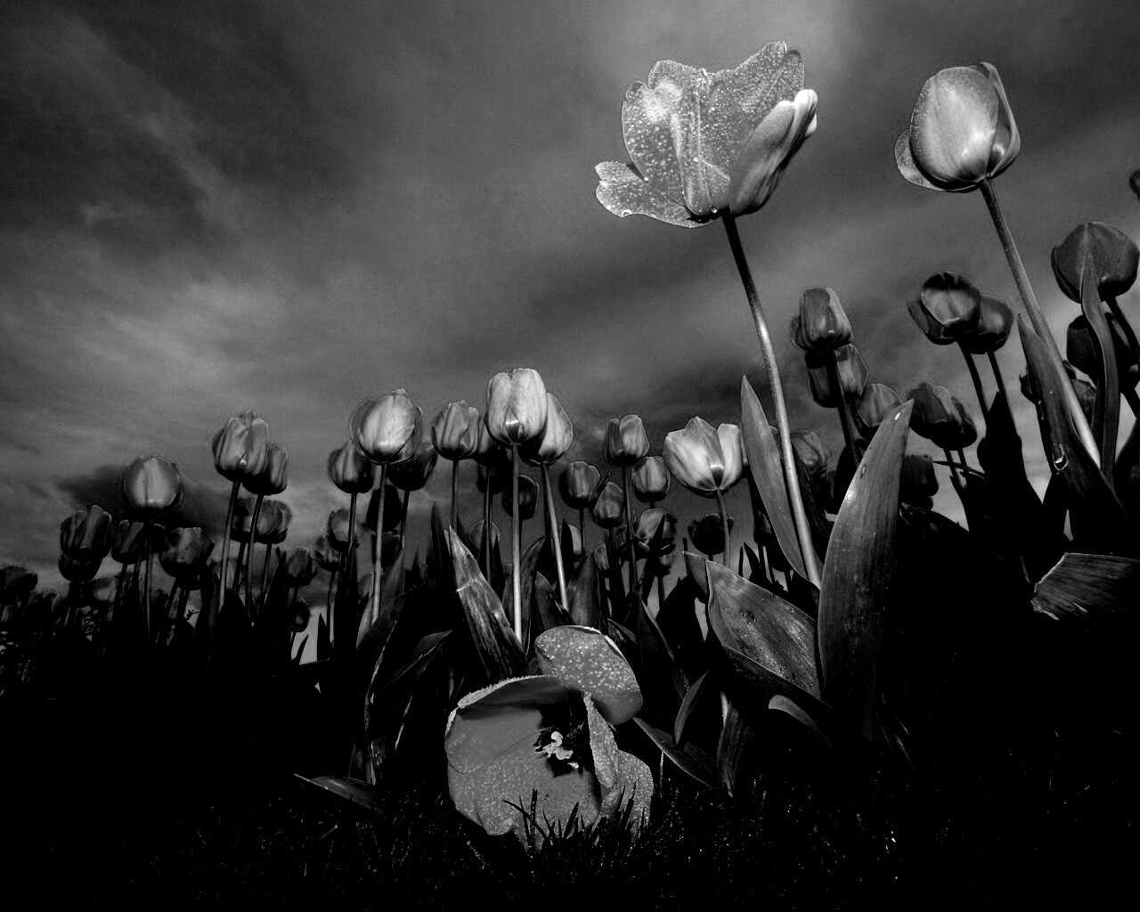 Жёлтые тюльпаны обои