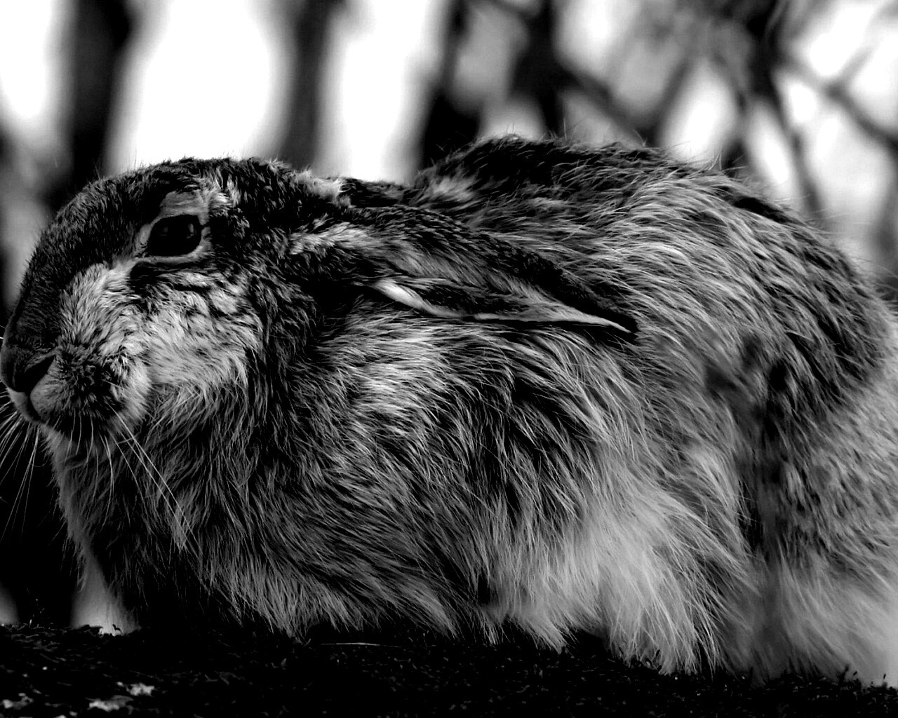 Нахохлившийся заяц-русак обои