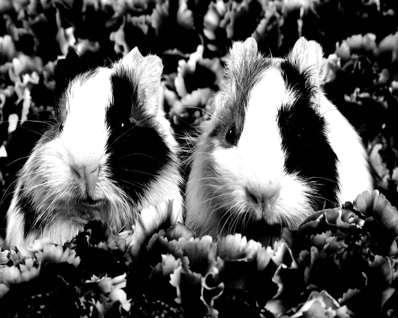 Морские свинки в гвоздиках обои