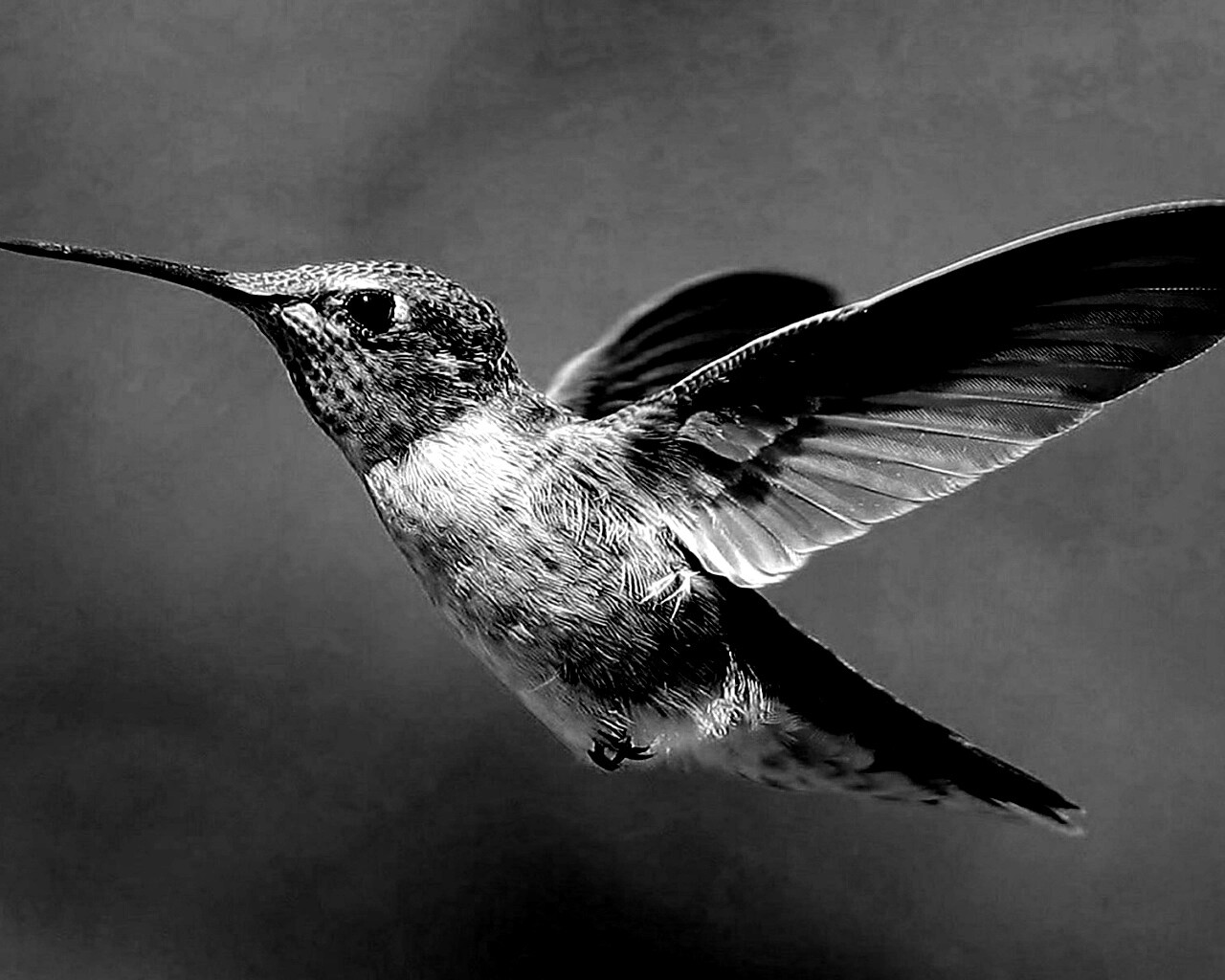 Колибри в полёте обои