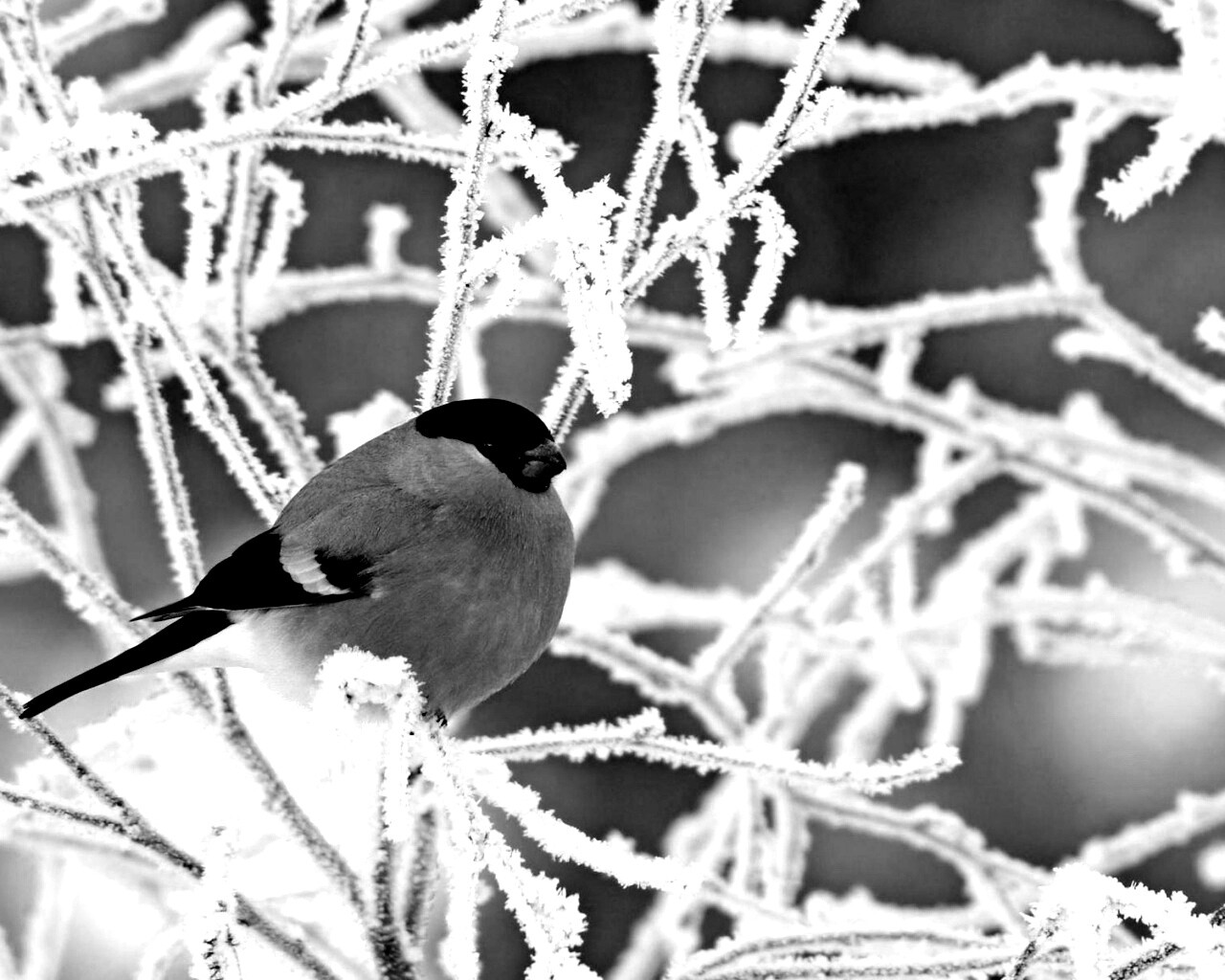 Снегирь на ветке обои