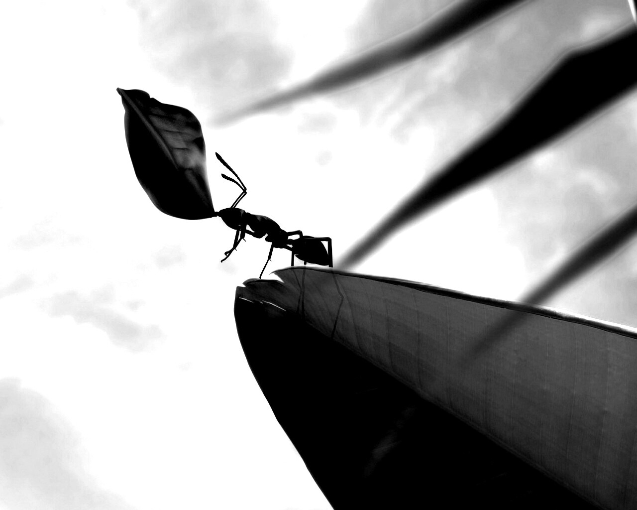 Муравей тащит лист обои