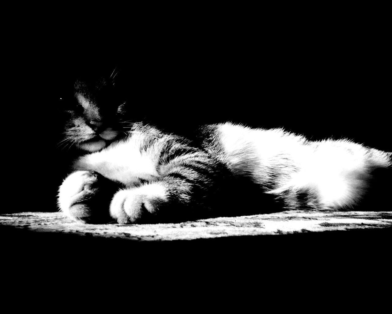 Котик в тени обои